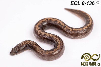 hadi na prodej, mládě, český chov hadů, odchov hadů, mojihadi.cz, Eryx columbrinus loveridgei, hroznýšek pestrý, Kenyan sand boa, striped,  het  Albino,het  Anery